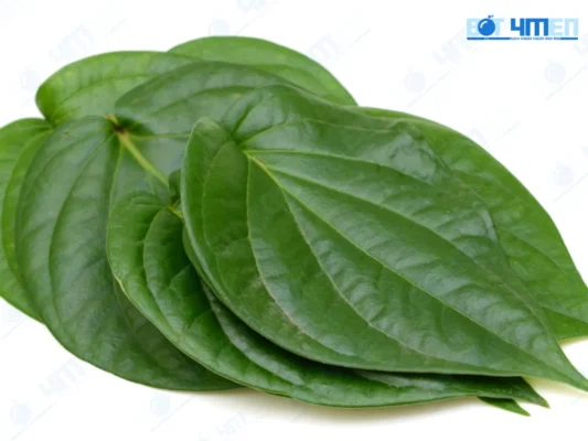 Dùng lá trầu không khử hôi chân