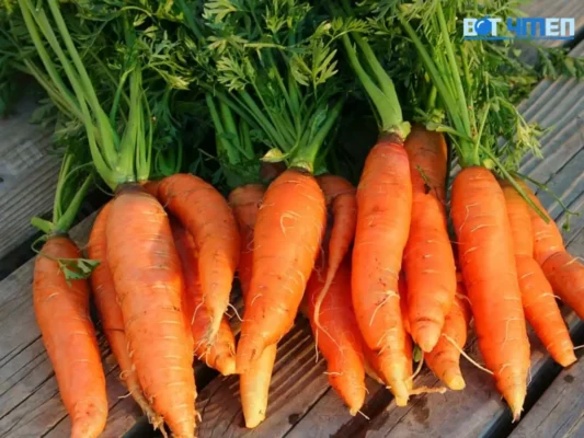 Cà rốt