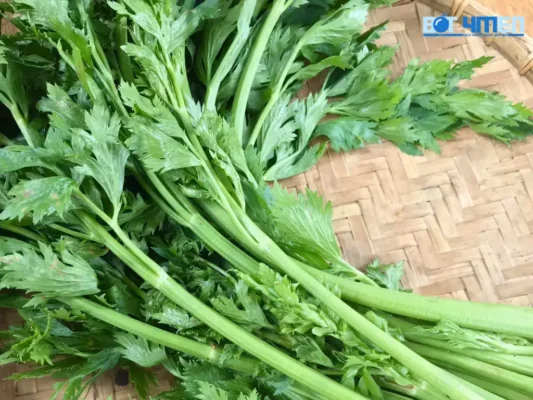 Rau cần tây 