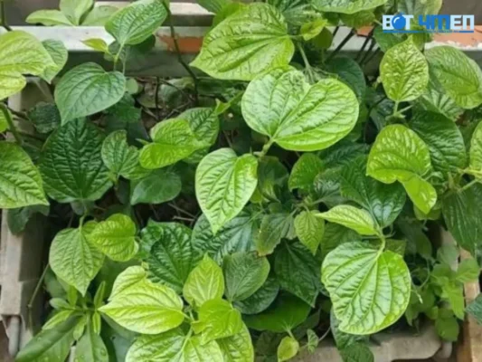 Dùng lá trầu không để trị mồ hôi tay