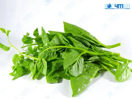 Rau mồng tơi