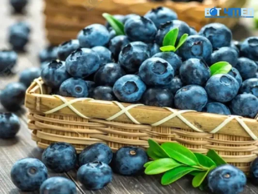 Trái việt quất
