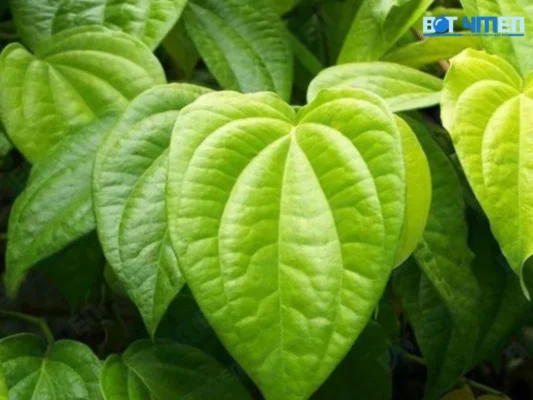 Trị hôi nách bằng cách dùng lá trầu không