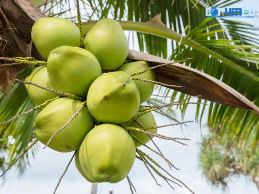 Hỗ Trợ Giảm Cân