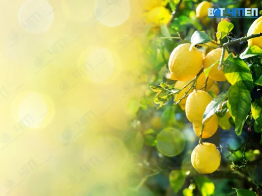Hỗ Trợ Hệ Tiêu Hóa