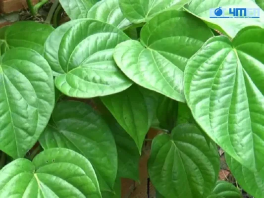 Ngâm tay với lá Trầu Không