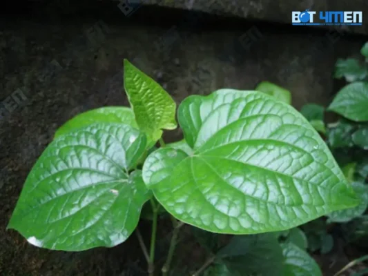 Sử dụng lá lốt tươi