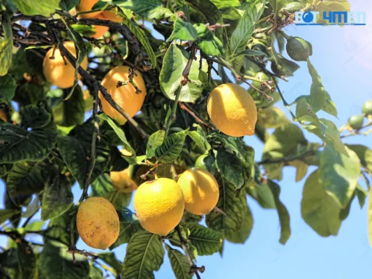 Uống nước chanh có tác dụng gì